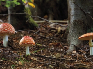 Territorio 4 1024x683